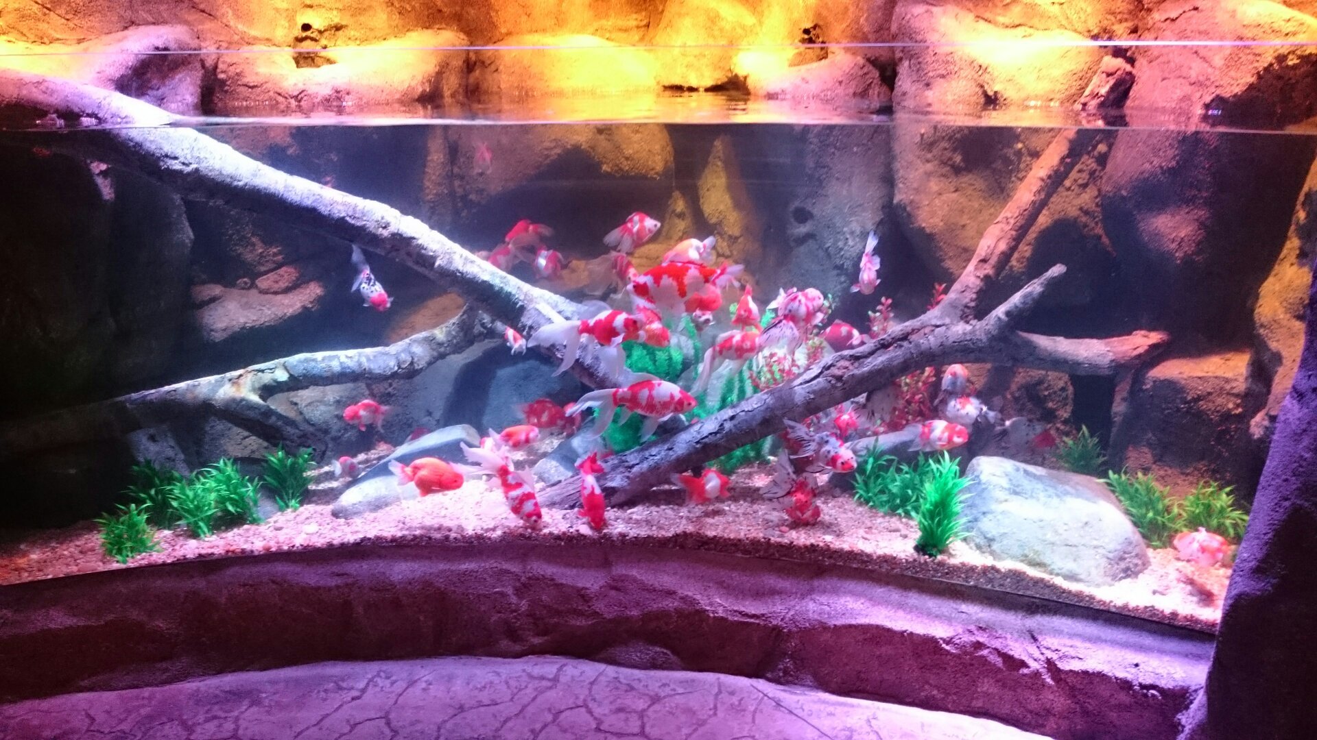 SEA LIFE Nagoya Aquarium