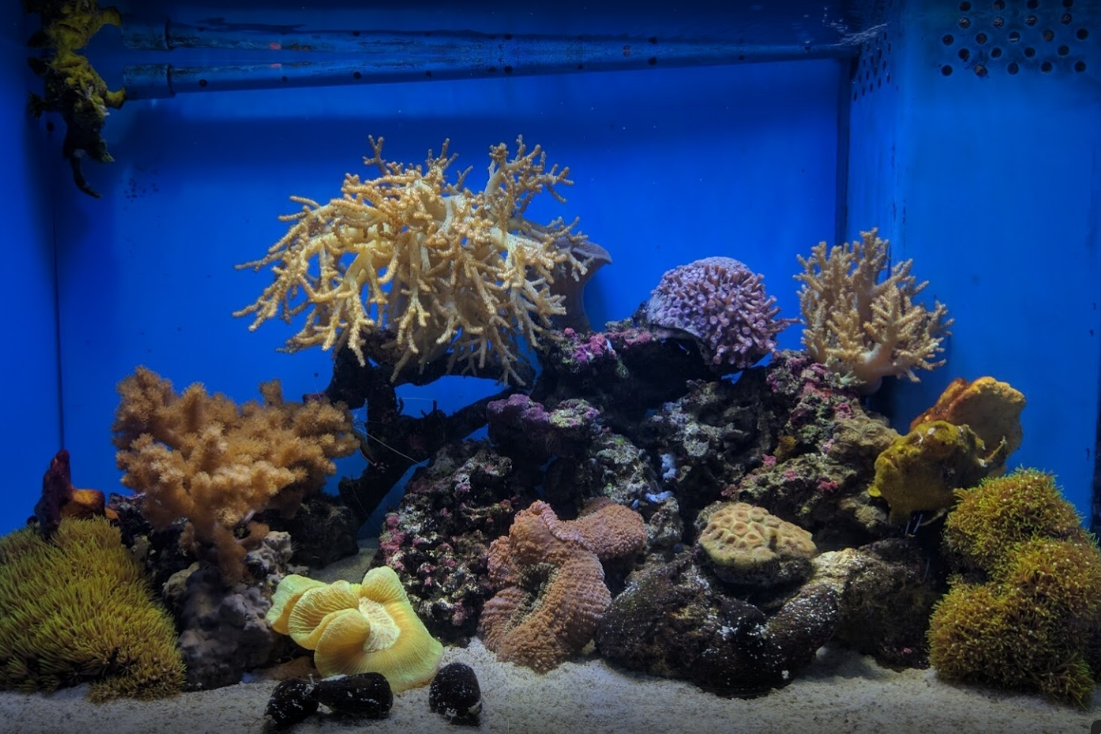 Numazu Deep Sea Aquarium