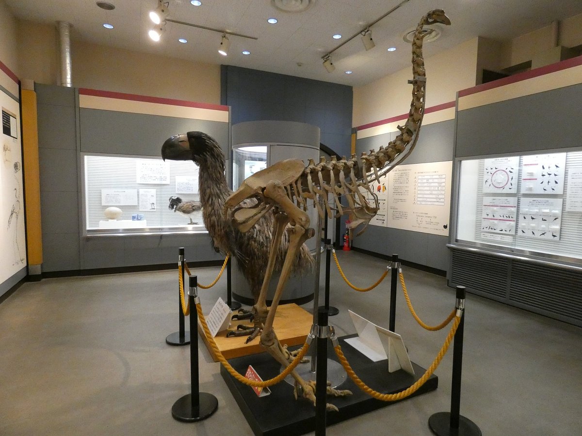 Abiko city Museum of Birds