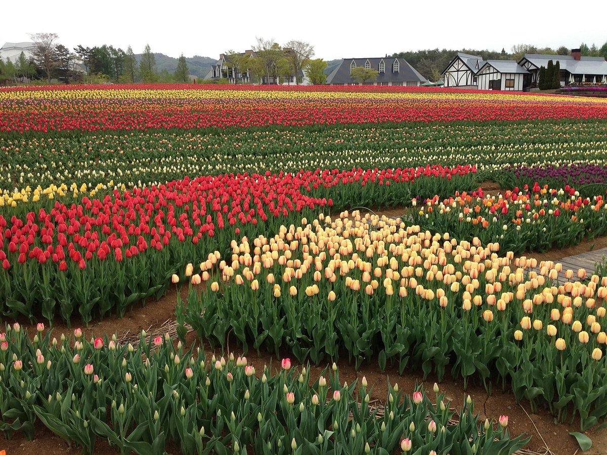 Bokka no Sato cover image