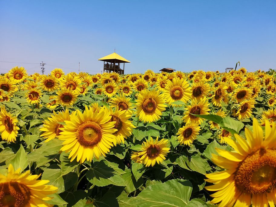 Aichi Farm cover image