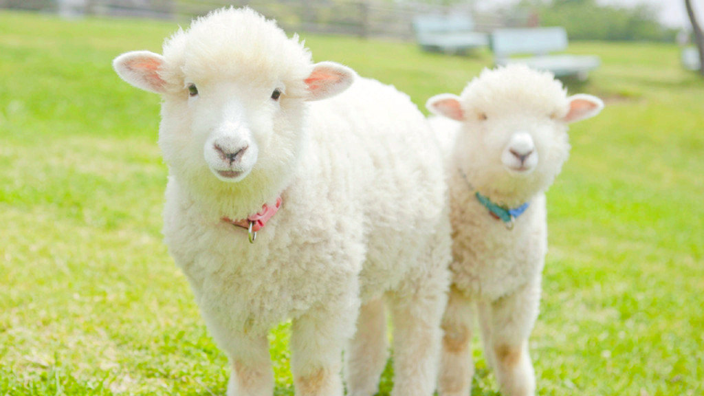 Mother Farm cover image