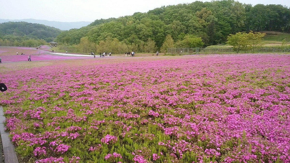 Ichikaimachi Shibazakura Park cover image