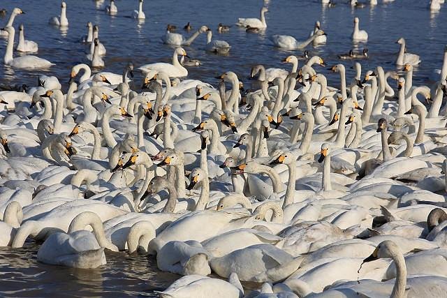 Hakuchonosato cover image