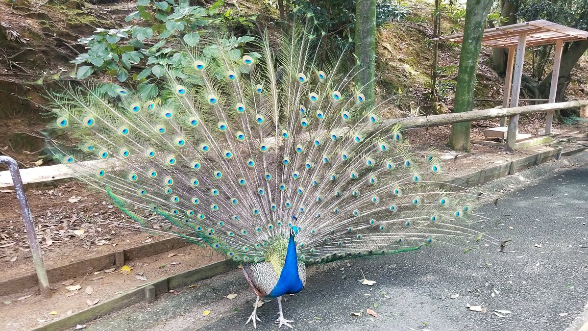 Omuta City Zoo cover image