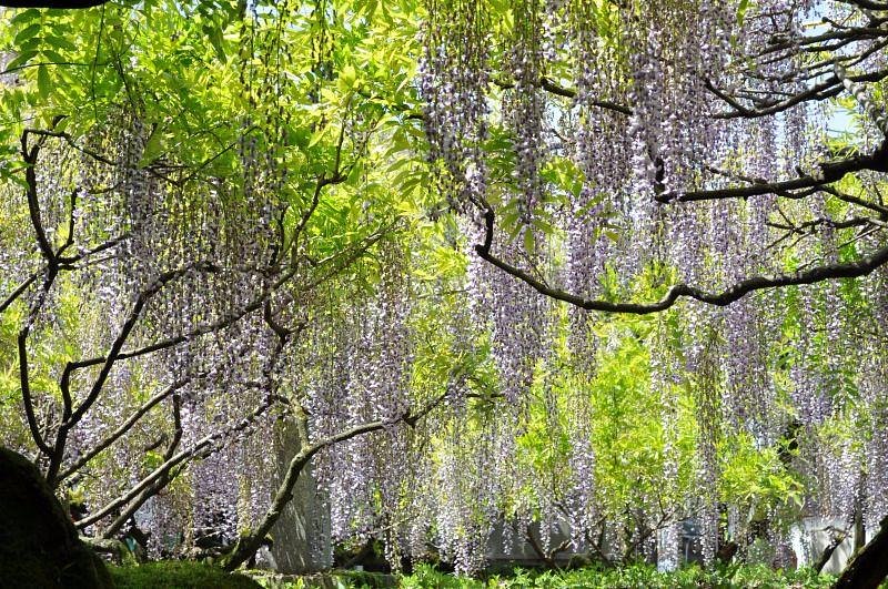 Japanese Wisteria of Kurogi