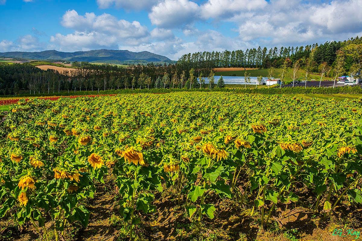 Flower Land Kamifurano cover image