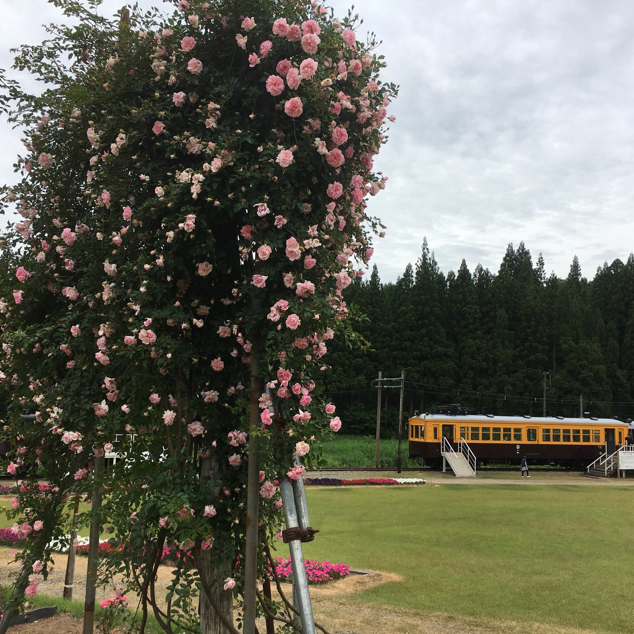 Fuyudorigoe Ski Garden cover image