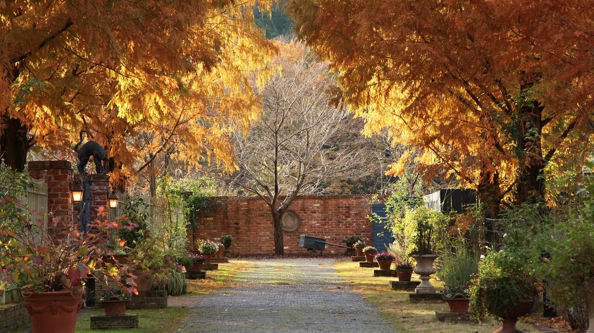 Rosa & Berry Tawada cover image