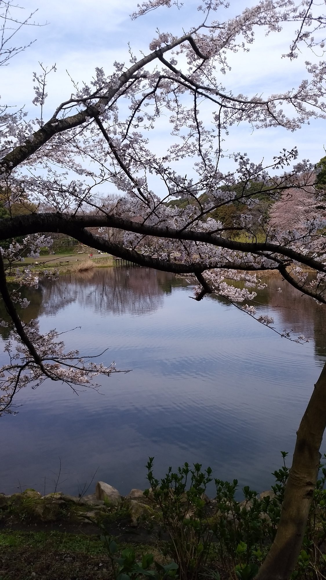 Izumi no Mori cover image