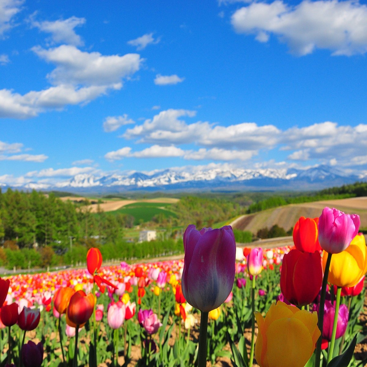 Shikisai no Oka cover image