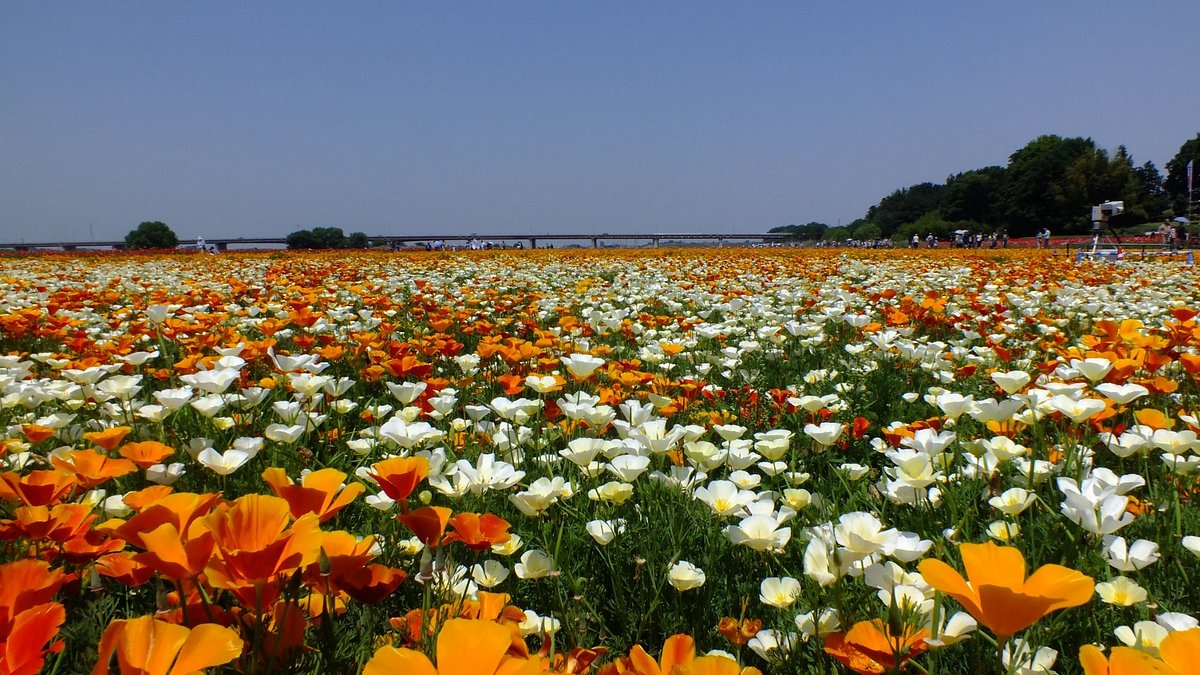 Poppy Happy Square cover image