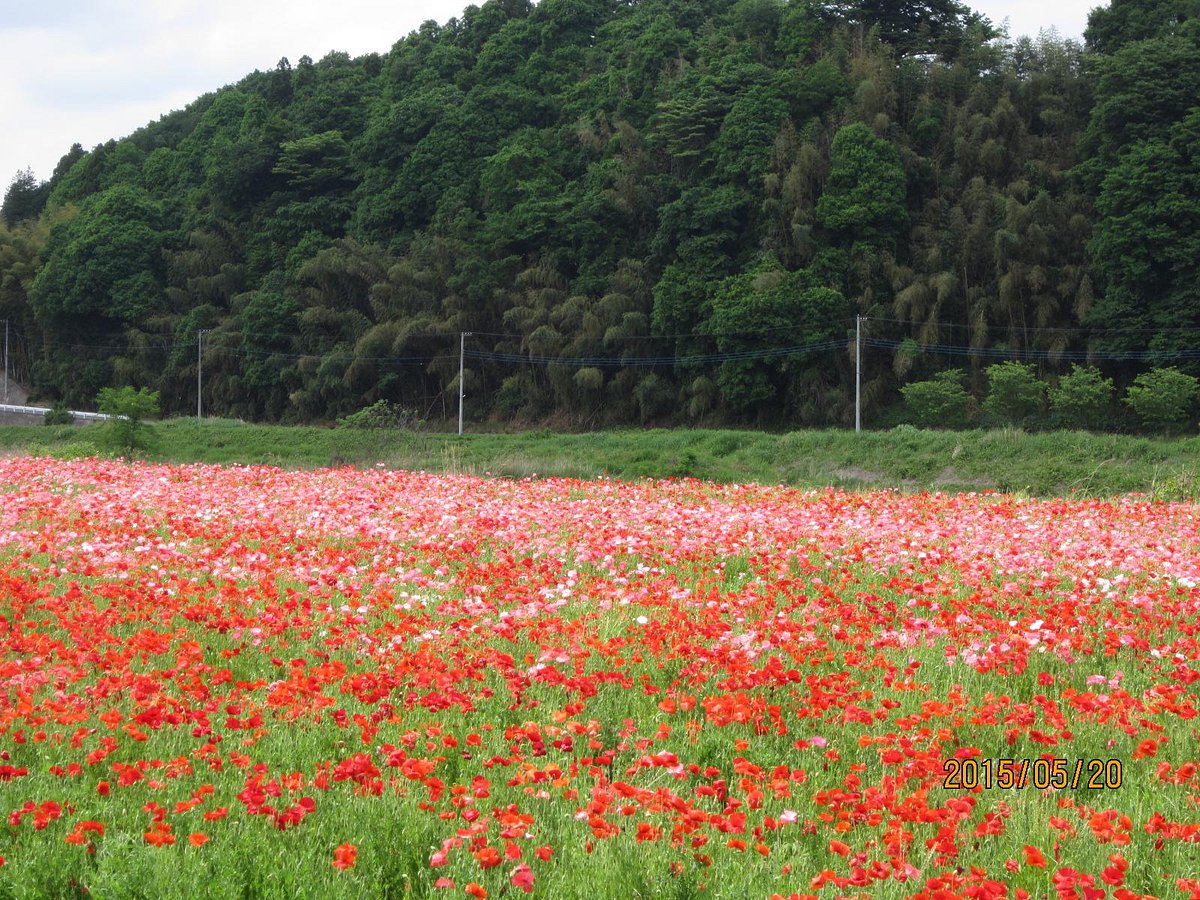 Cherry Blossom Trees along Sotome cover image