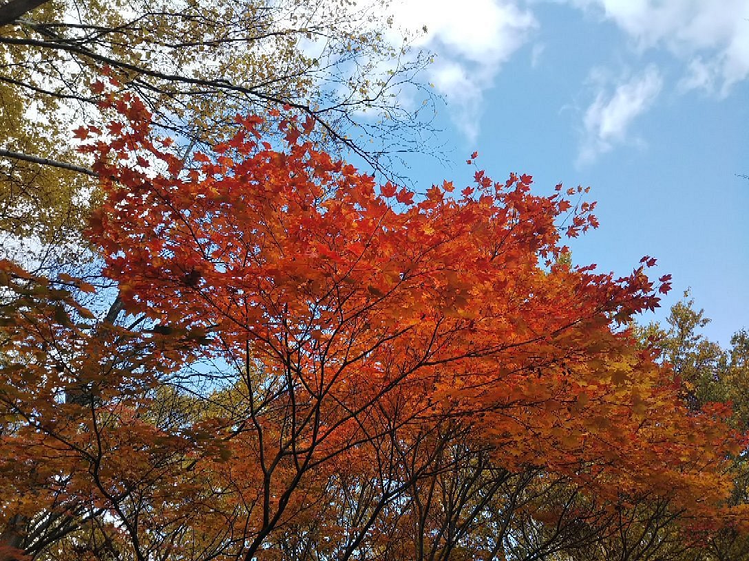 Asahiyama Kinen Koen cover image