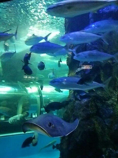 Uozu Aquarium cover image