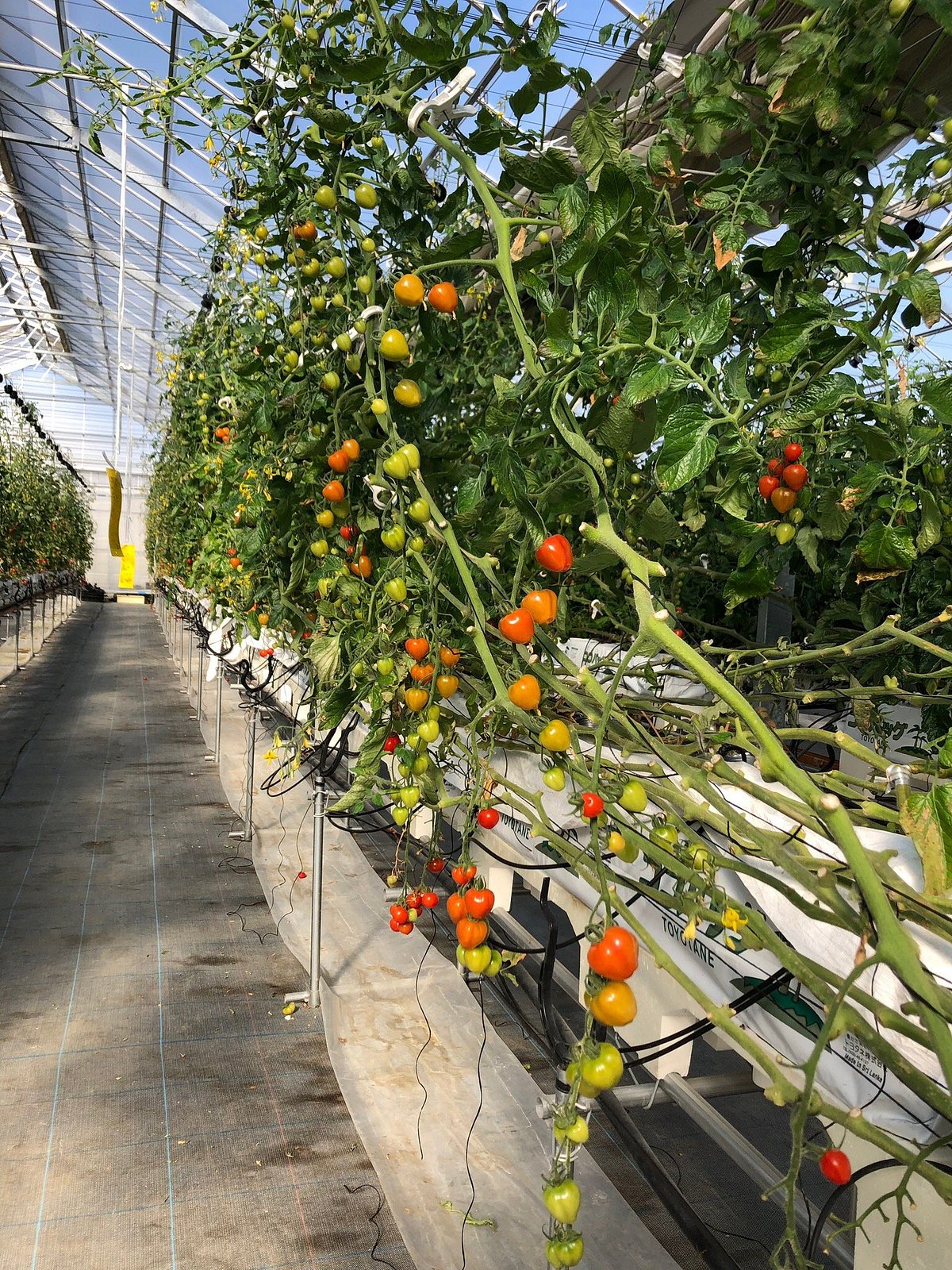 Kamisato Strawberry & Tomato Farm