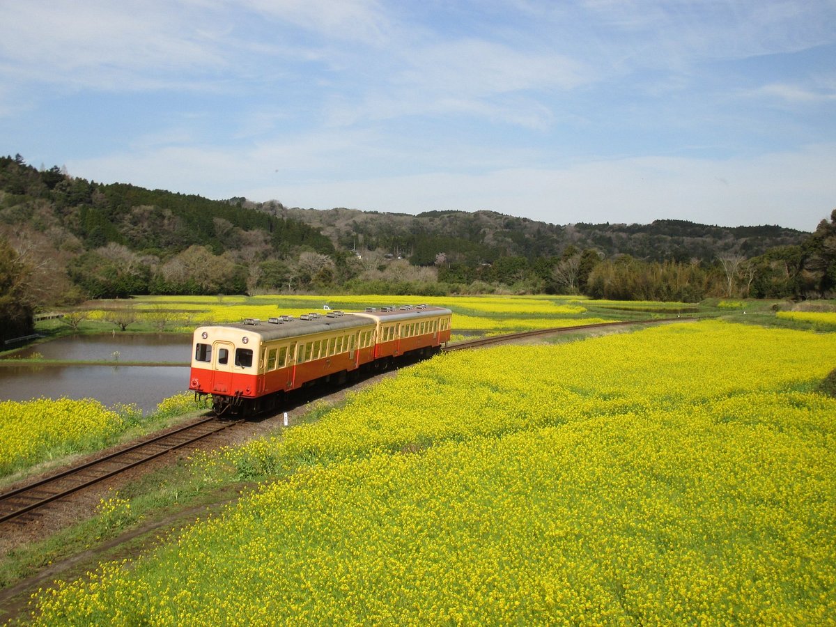 Ishuigami no Nanohana Batake cover image