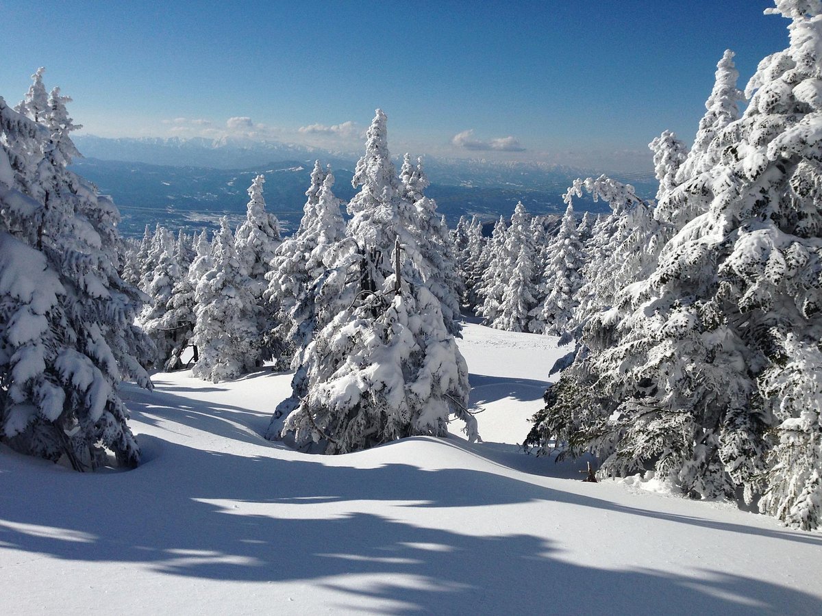 Frost Covered Trees of Zao cover image