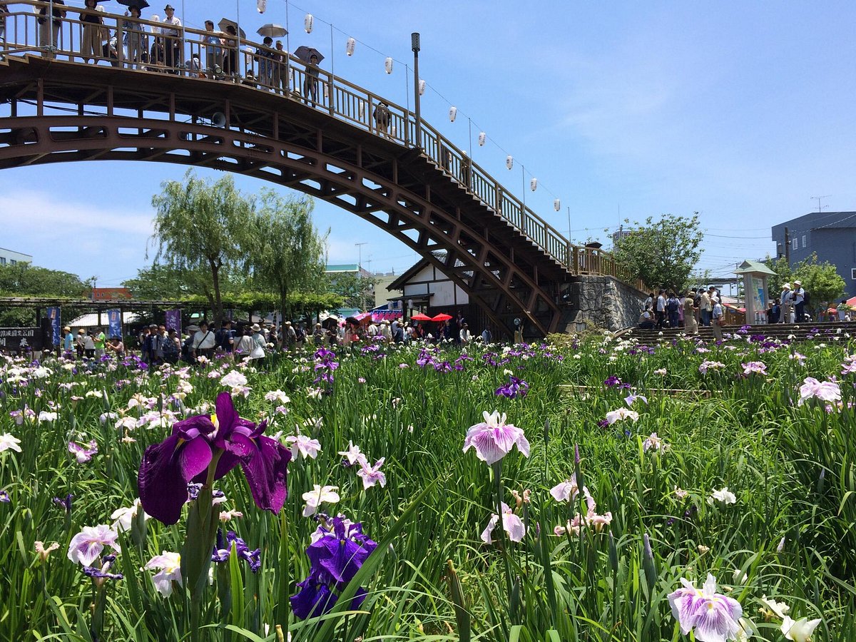 Suigo Itako Iris Festival cover image