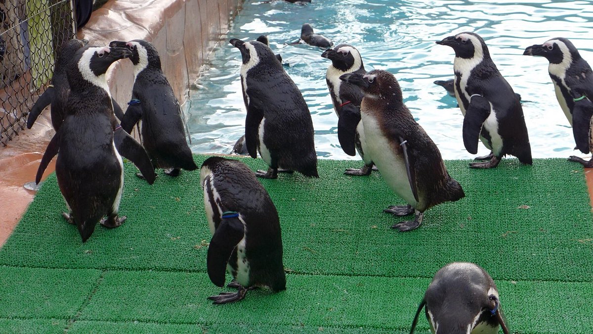 Yodel Forest cover image