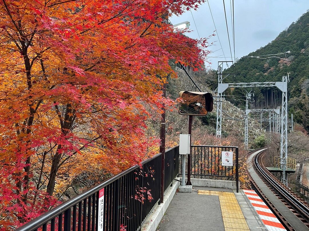 Eizan Railway Momiji Tunnel cover image