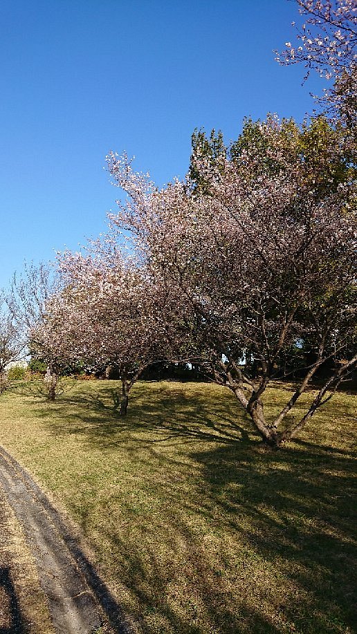 Aichi Fitness Forest Park cover image