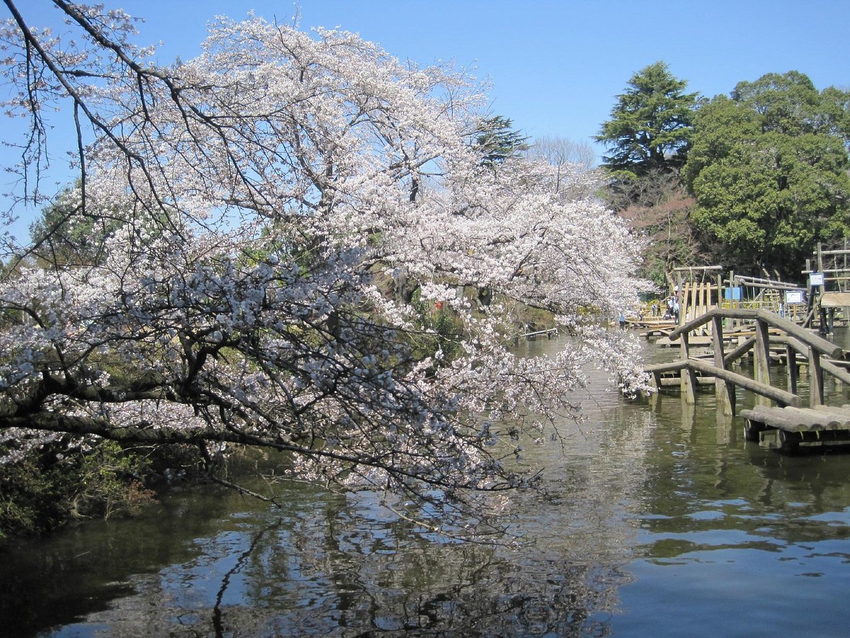 Shimizu Park cover image