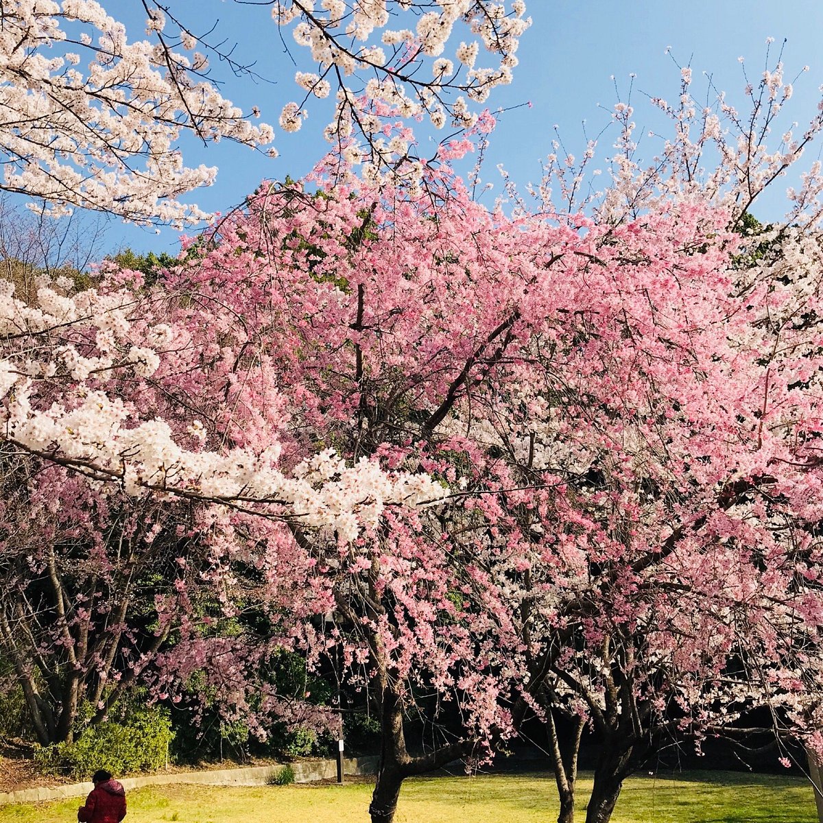 Oyamadairi Park cover image