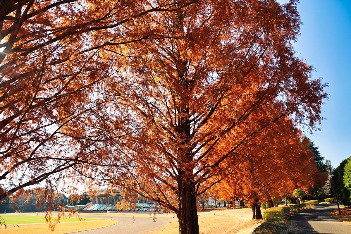 Tochigi Wanpaku Park cover image