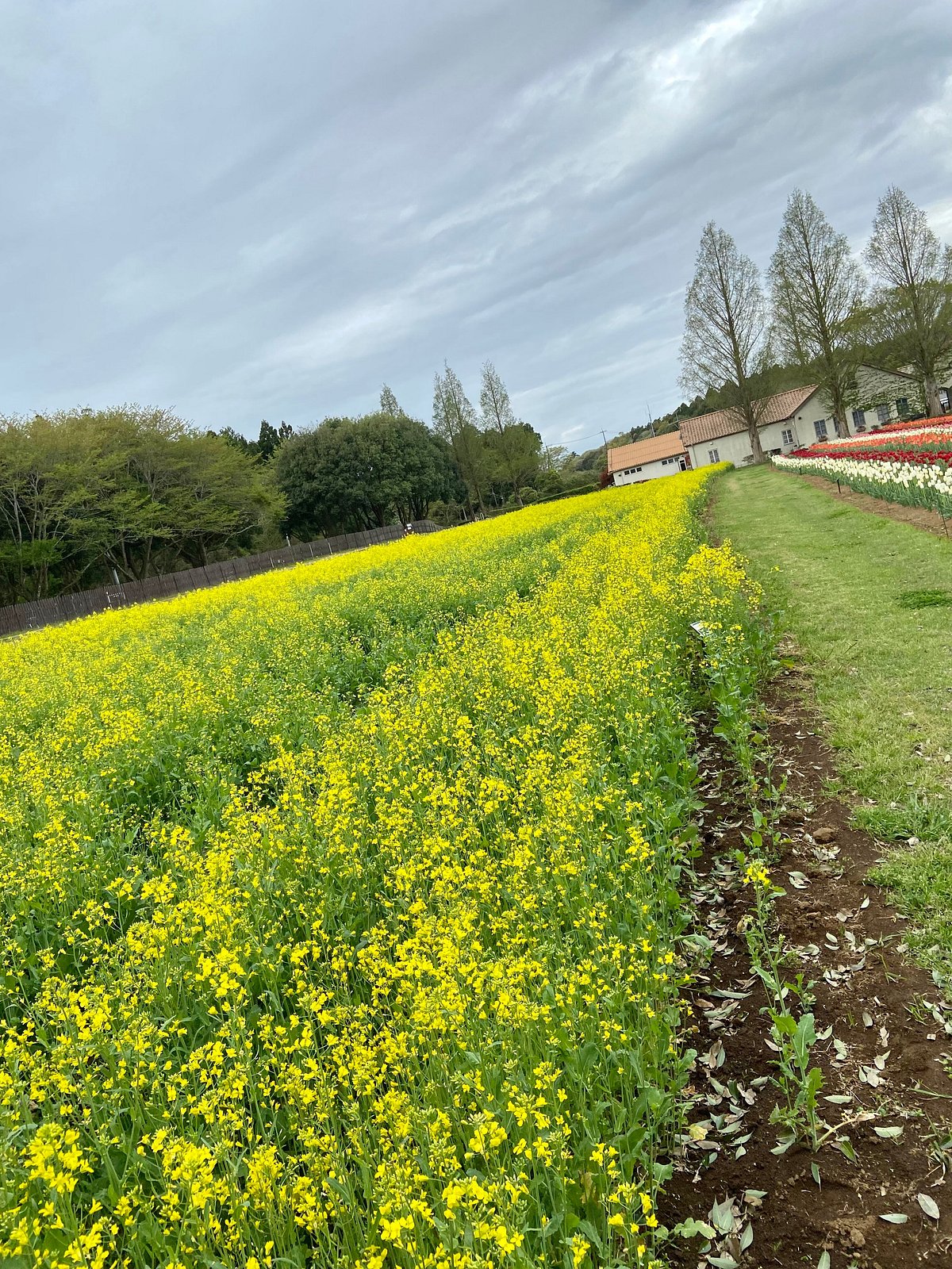 Comorebi Mori no Ibaraido cover image