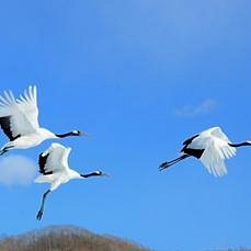 Akan International Crane Centre cover image