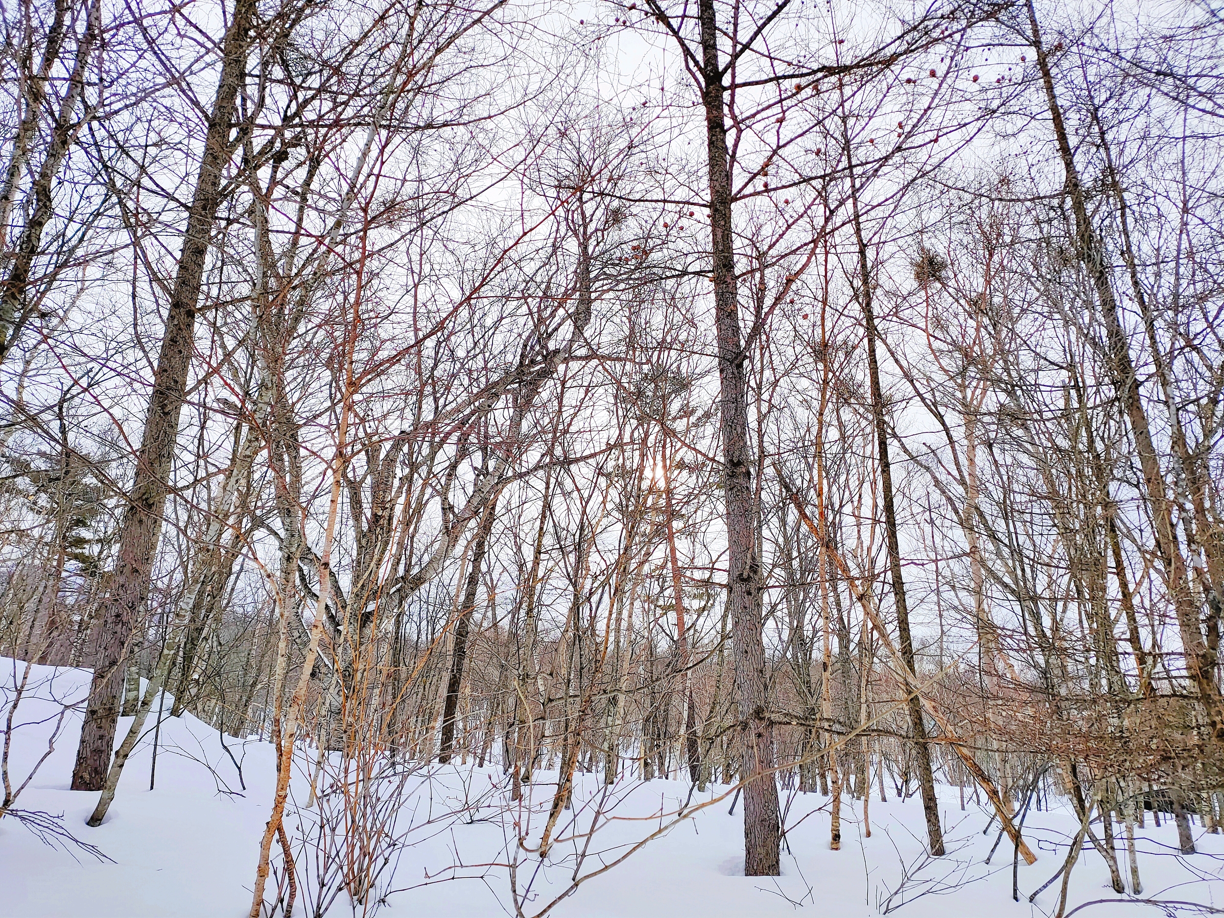 Appi Kogen cover image