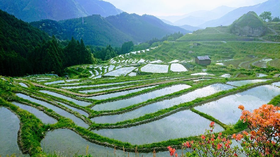 Maruyama Senmaida cover image