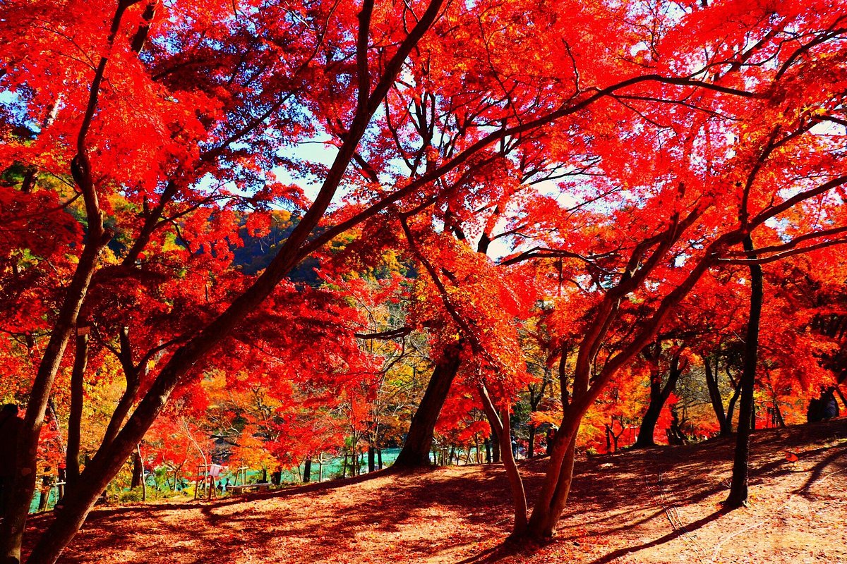 Tsukinoishi Momiji Park