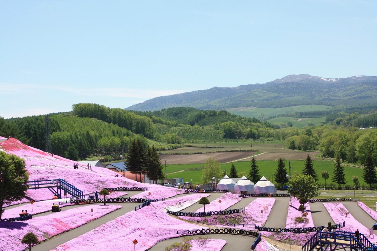 Higashimokoto Shibazakura Park cover image