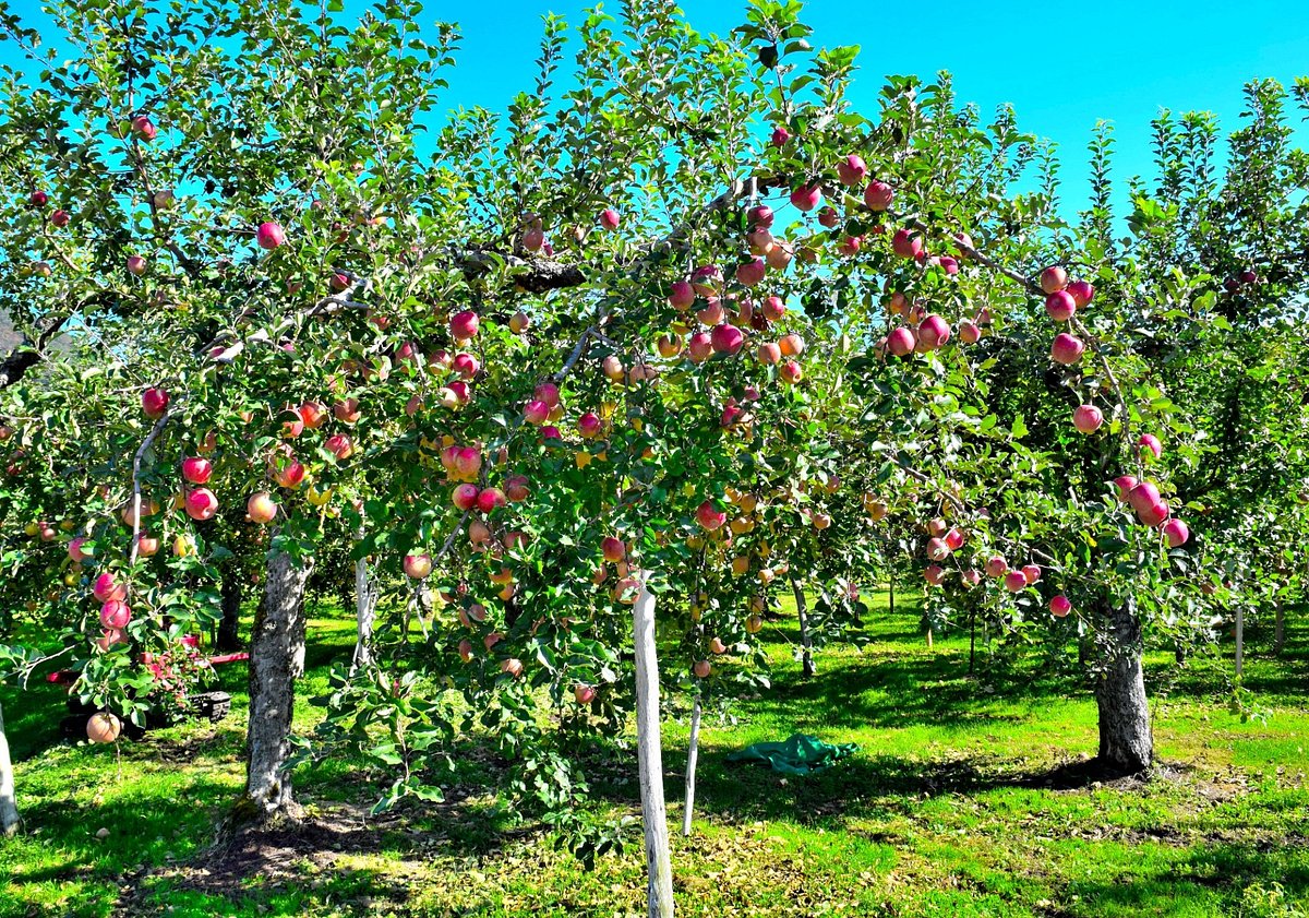 Michi-no-Eki Jumonji cover image