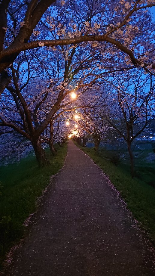 Sakura Trees along Nagare River