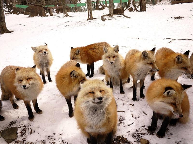 Miyagi Zao Fox Village cover image