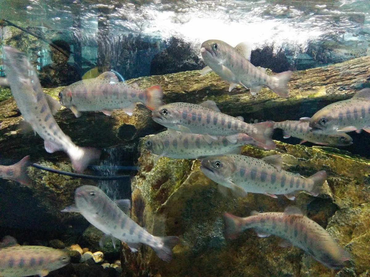 Fuji Yusui no Sato Aquarium