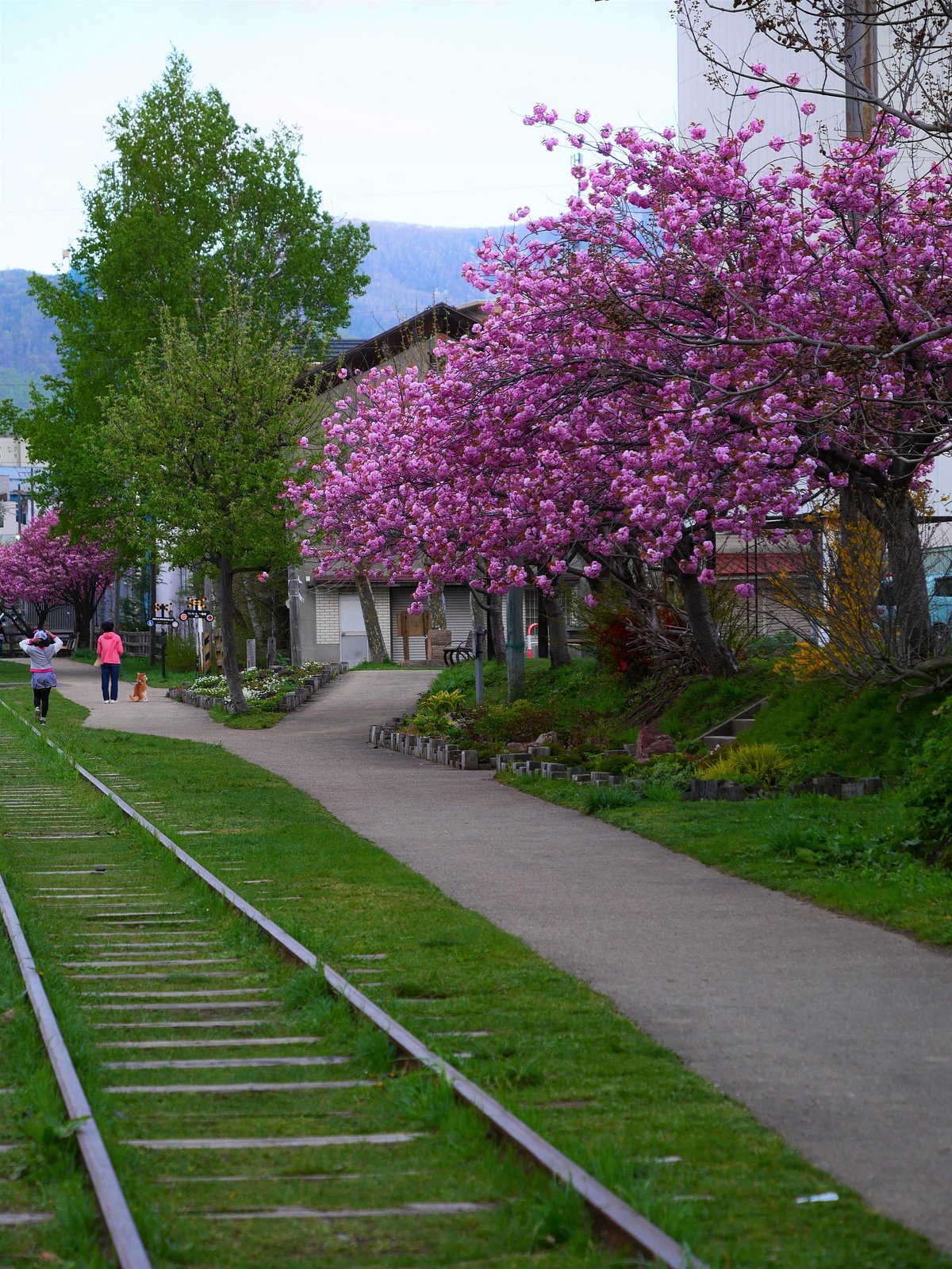 The Site of Temiya Line