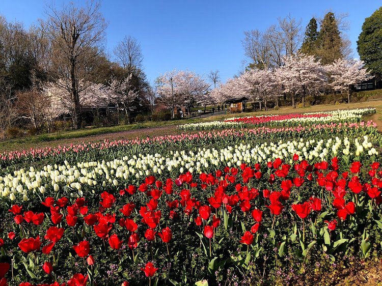 Gifu Seiryu Satoyama Park cover image