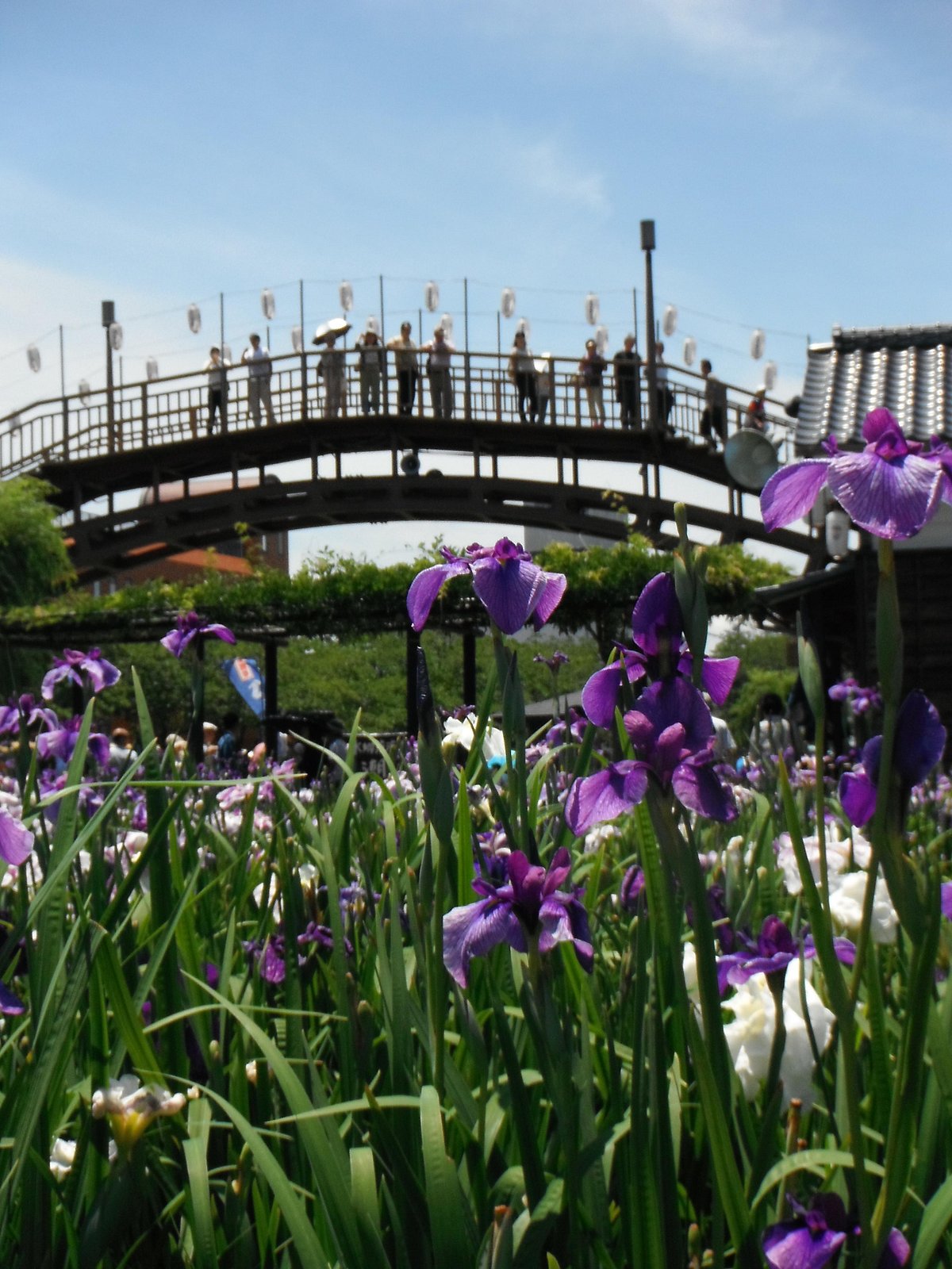 Suigo Itako Ayame Garden