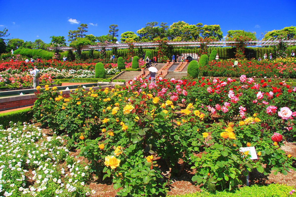 Yatsu Rose Garden cover image