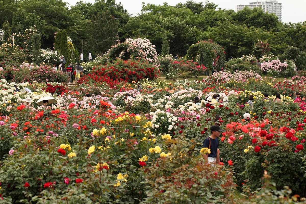 Keisei Rose Garden cover image