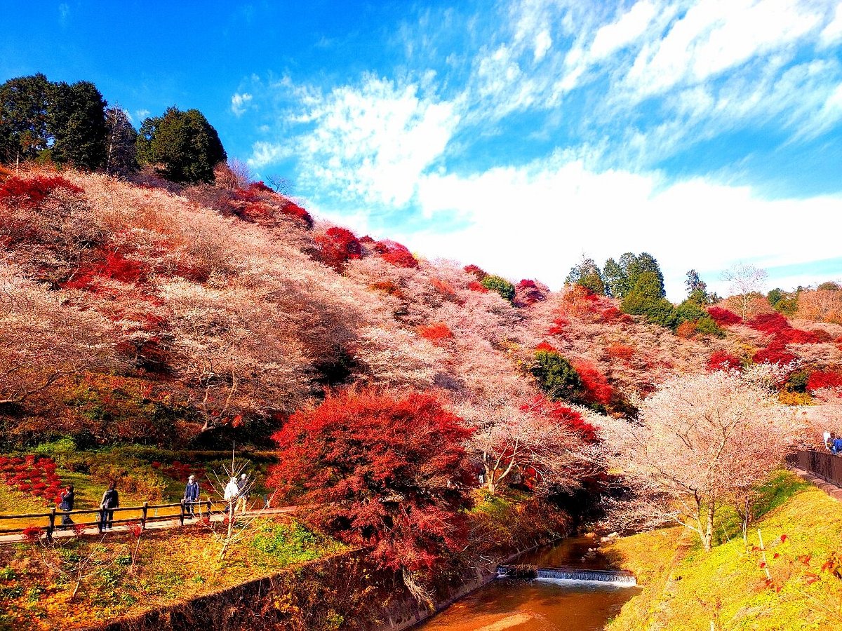 Obara Fureai Park / Shikizakura cover image