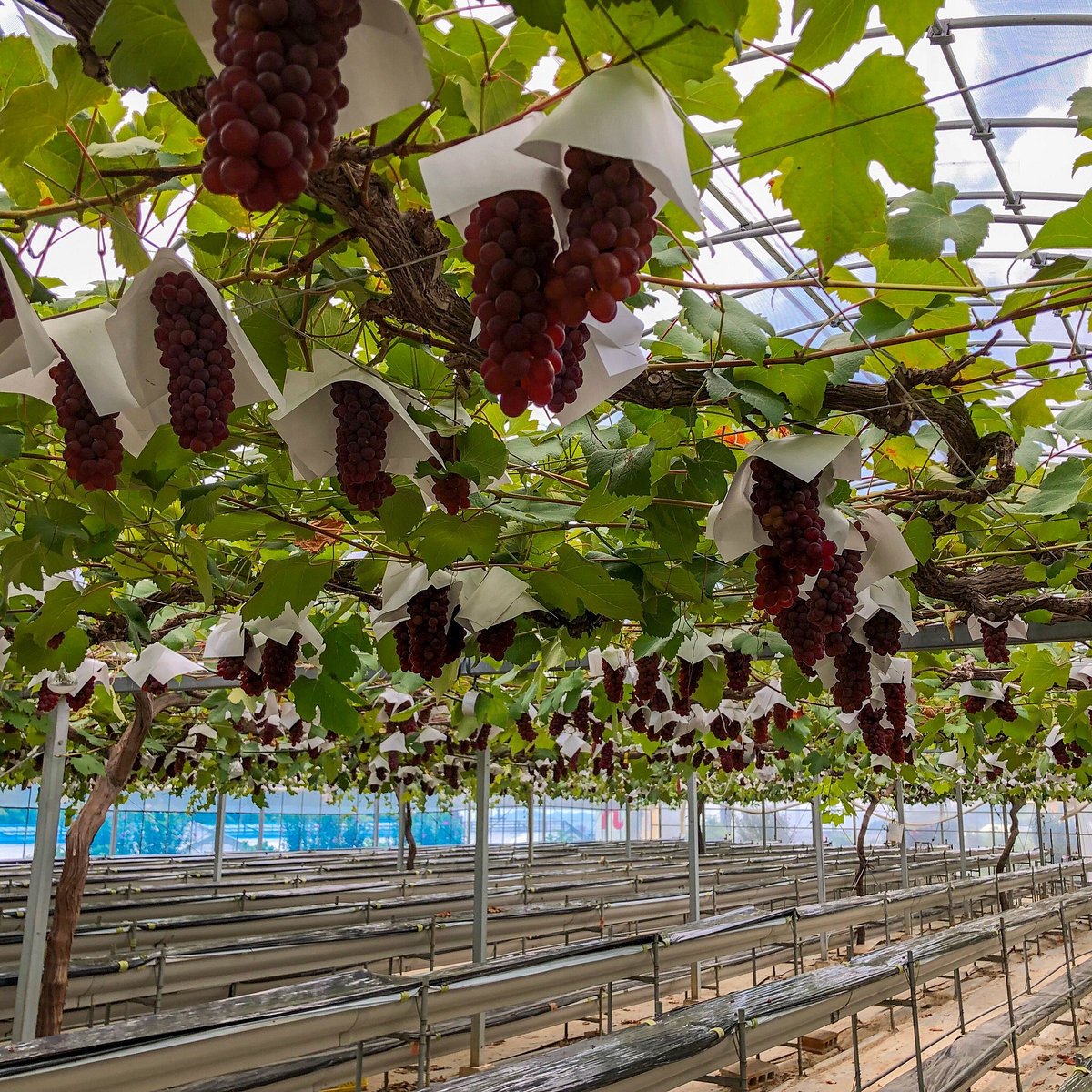 Kamago Orange Park cover image