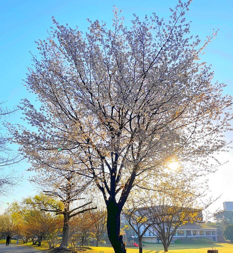 Wako Jurin Park cover image