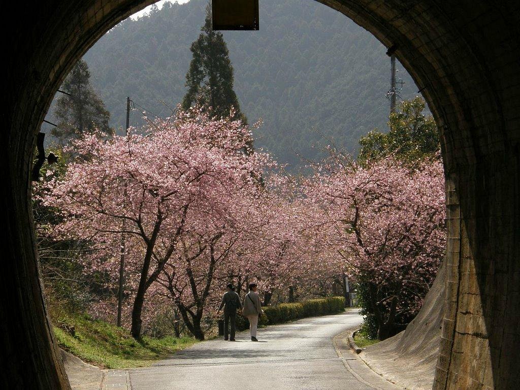 Kawatsu Cherry Blossom Avenue (Shinshiro) cover image