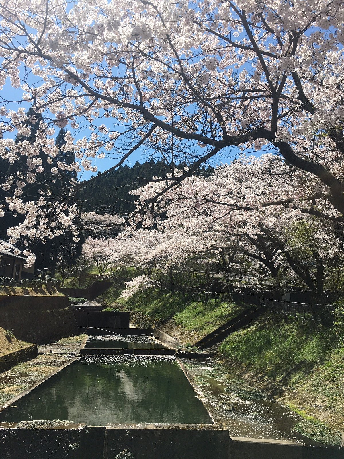 Togo Nakaoyama cover image