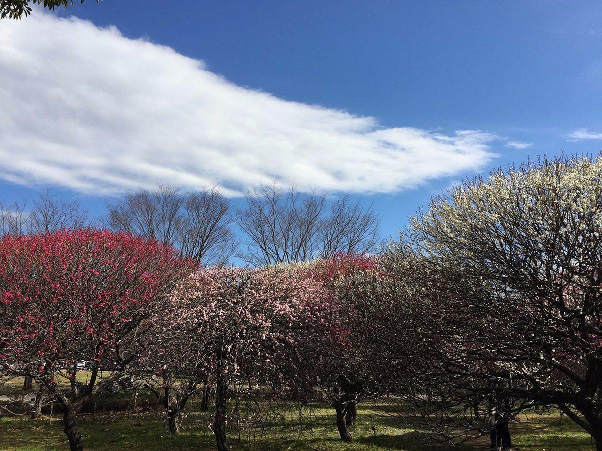 Koshigaya Bairin Park